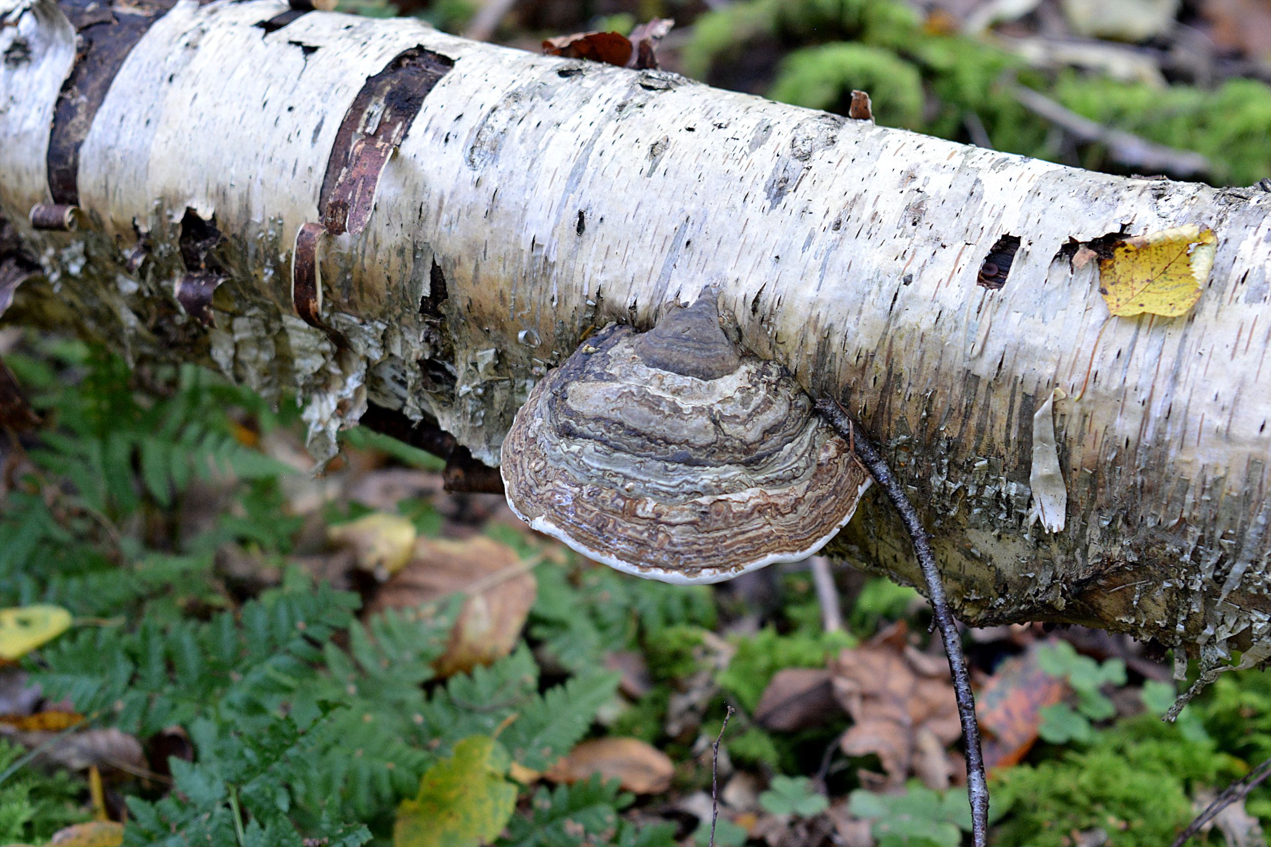 Werner Mack – Schönheiten im Wald